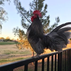 Meet your Posher, Ken